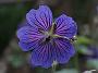 Ger renardii Terre Franche_4